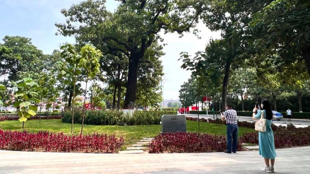 2022年8月15日，在河南省开封市兰考县焦裕禄干部学院门口，人们在“焦桐”下参观。